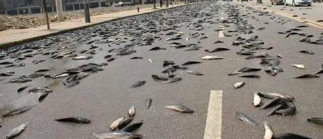 空中降魚(yú)視頻 揭秘罕見(jiàn)空中降魚(yú)現象原理，末日預兆恐怖的空中降魚(yú)實(shí)圖