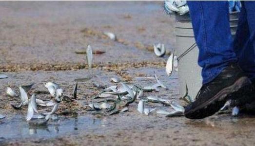 空中降魚(yú)視頻 揭秘罕見(jiàn)空中降魚(yú)現象原理，末日預兆恐怖的空中降魚(yú)實(shí)圖