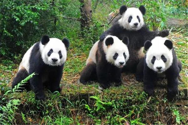 大熊貓為什么是國寶的原因？為什么大家稱(chēng)大熊貓為國寶