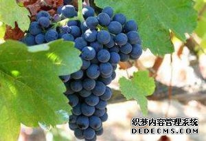 西拉和設拉子