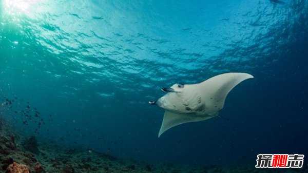 哪些海洋生物瀕臨滅絕?盤(pán)點(diǎn)海洋最珍惜的10大魚(yú)類(lèi)