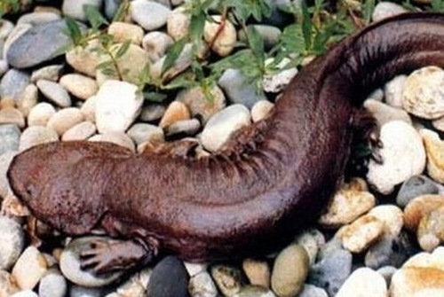 娃娃魚(yú)，學(xué)名叫大鯢,又叫作人魚(yú)