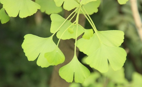 銀杏的葉片不僅美觀(guān).而且還有 很高的藥用價(jià)值。