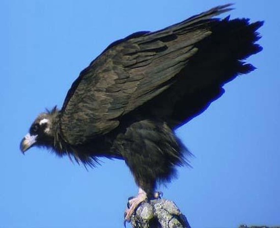 禿鷲英文名叫Cinereous Vulture，又名禿鷹 狗頭雕 狗頭鷲 座山雕